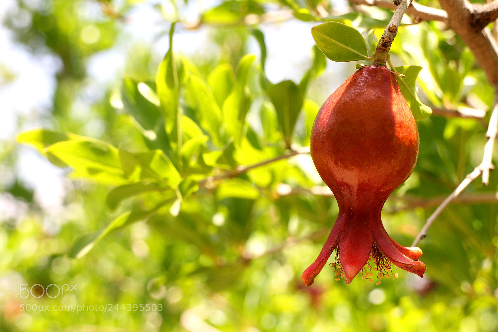 Canon EOS M sample photo. Pomegranate photography