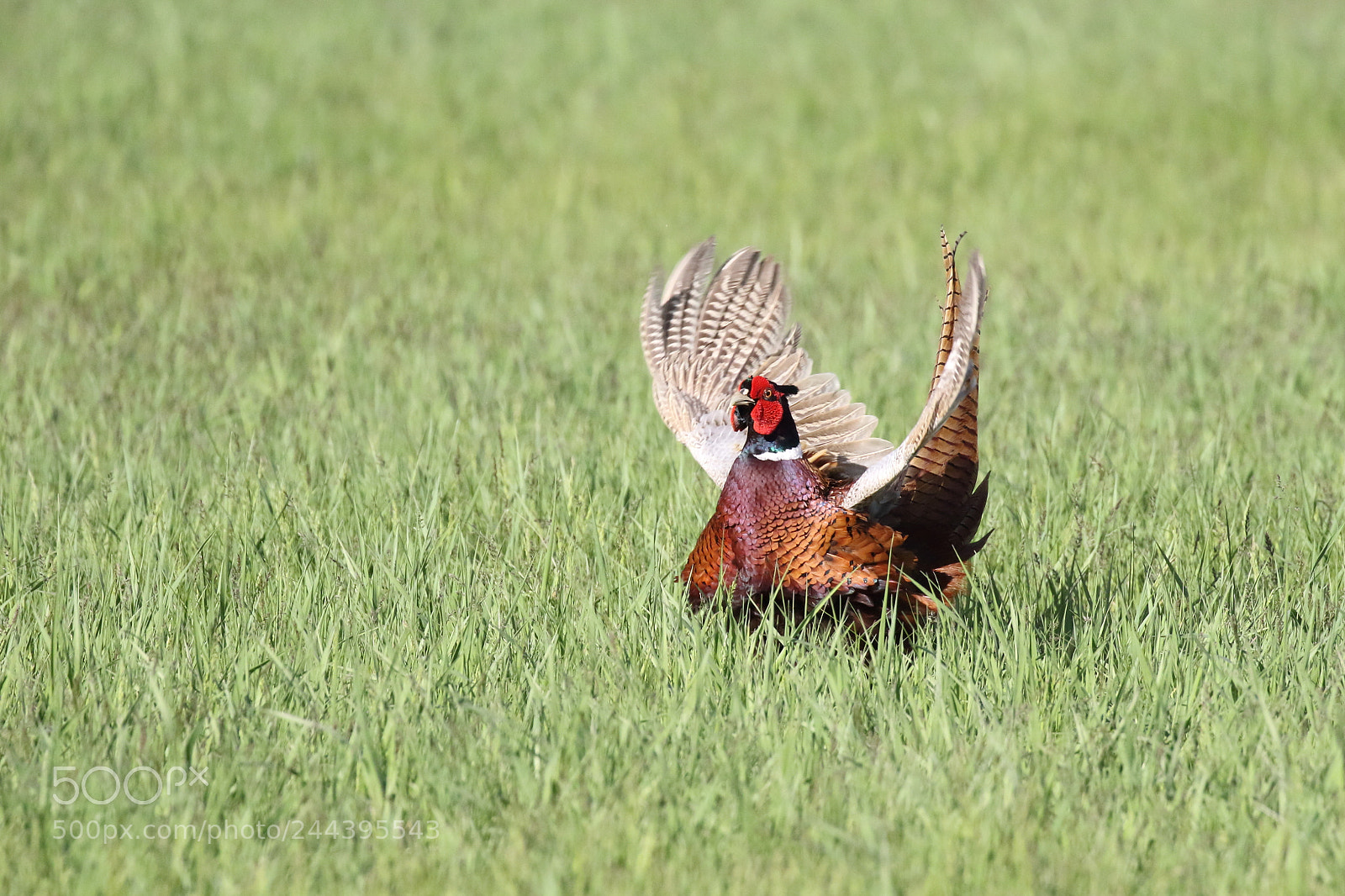 Canon EOS 7D Mark II sample photo. Pheasant ukraine photography