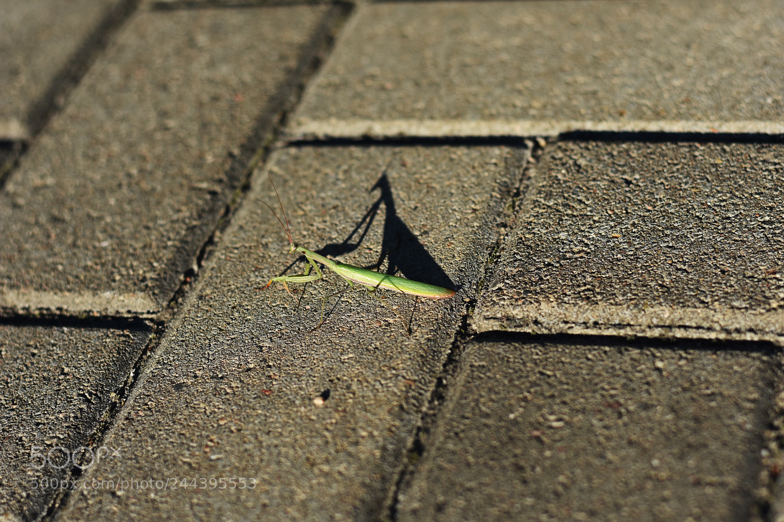 Nikon D3400 sample photo. Mantis photography