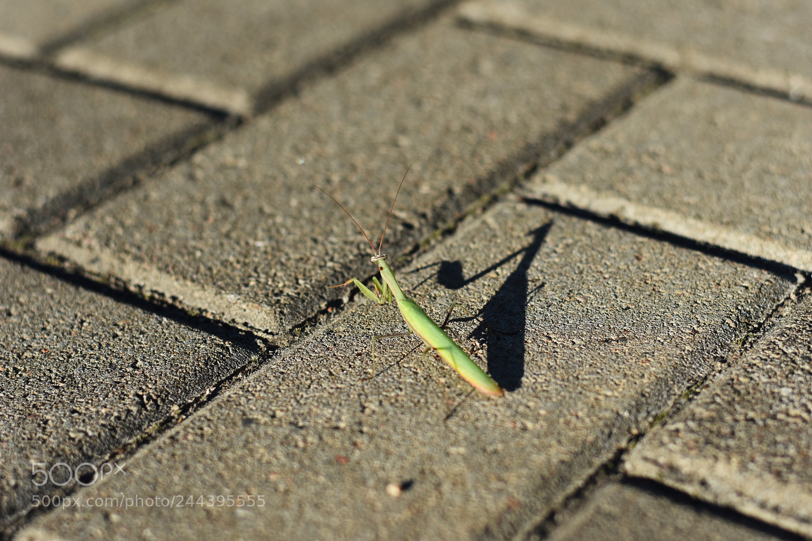 Nikon D3400 sample photo. Mantis photography