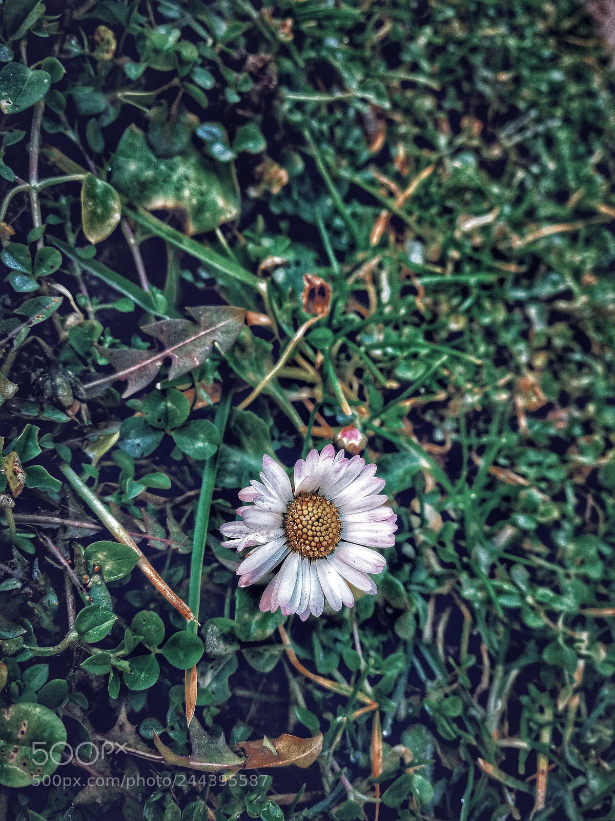 HUAWEI P10 sample photo. Nature. photography