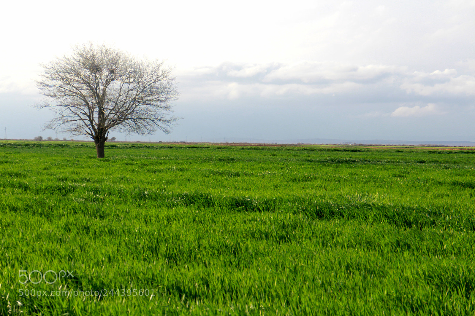 Canon EOS M sample photo. Lonely tree photography