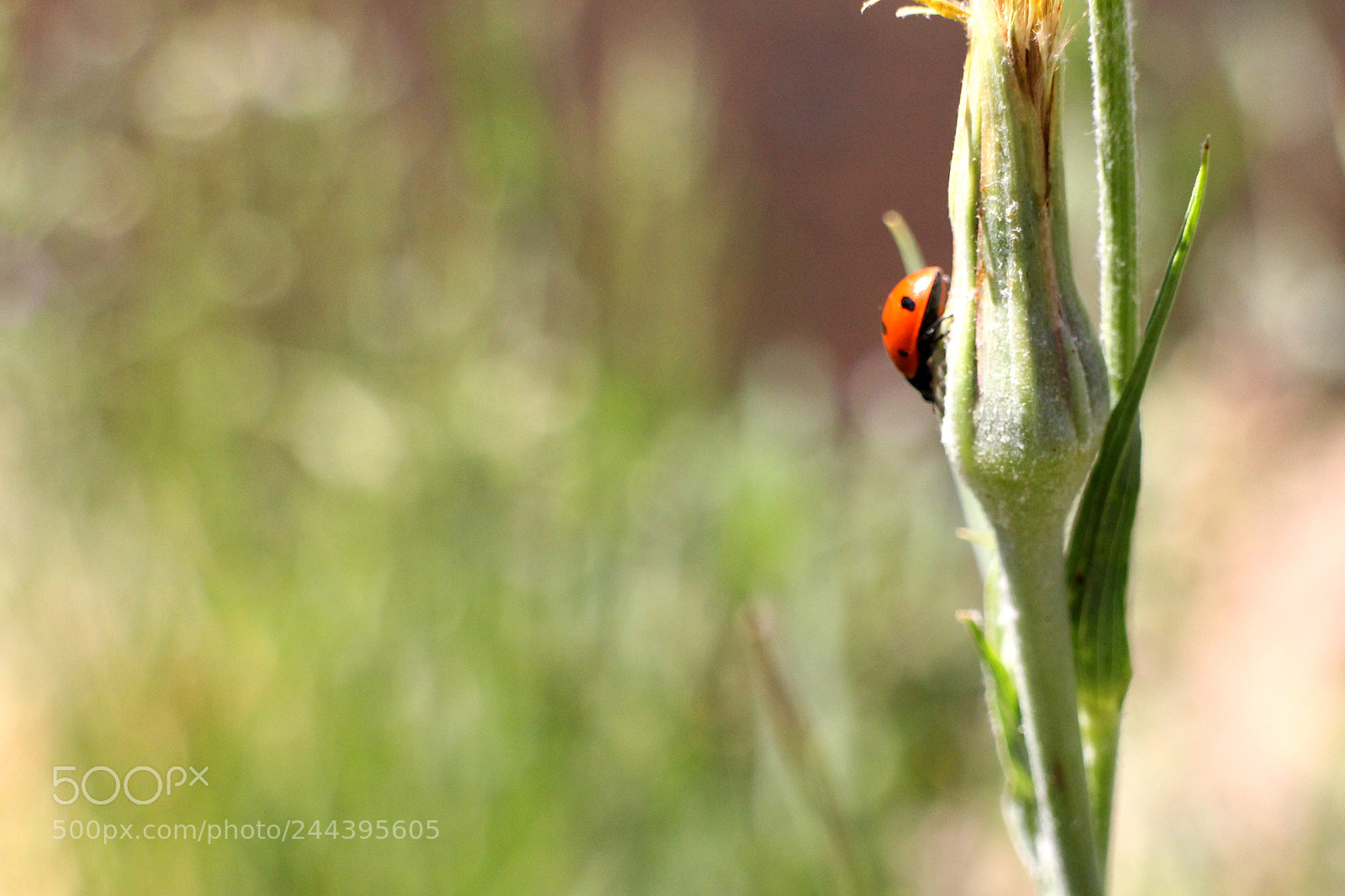 Canon EOS M sample photo. Ladybird photography