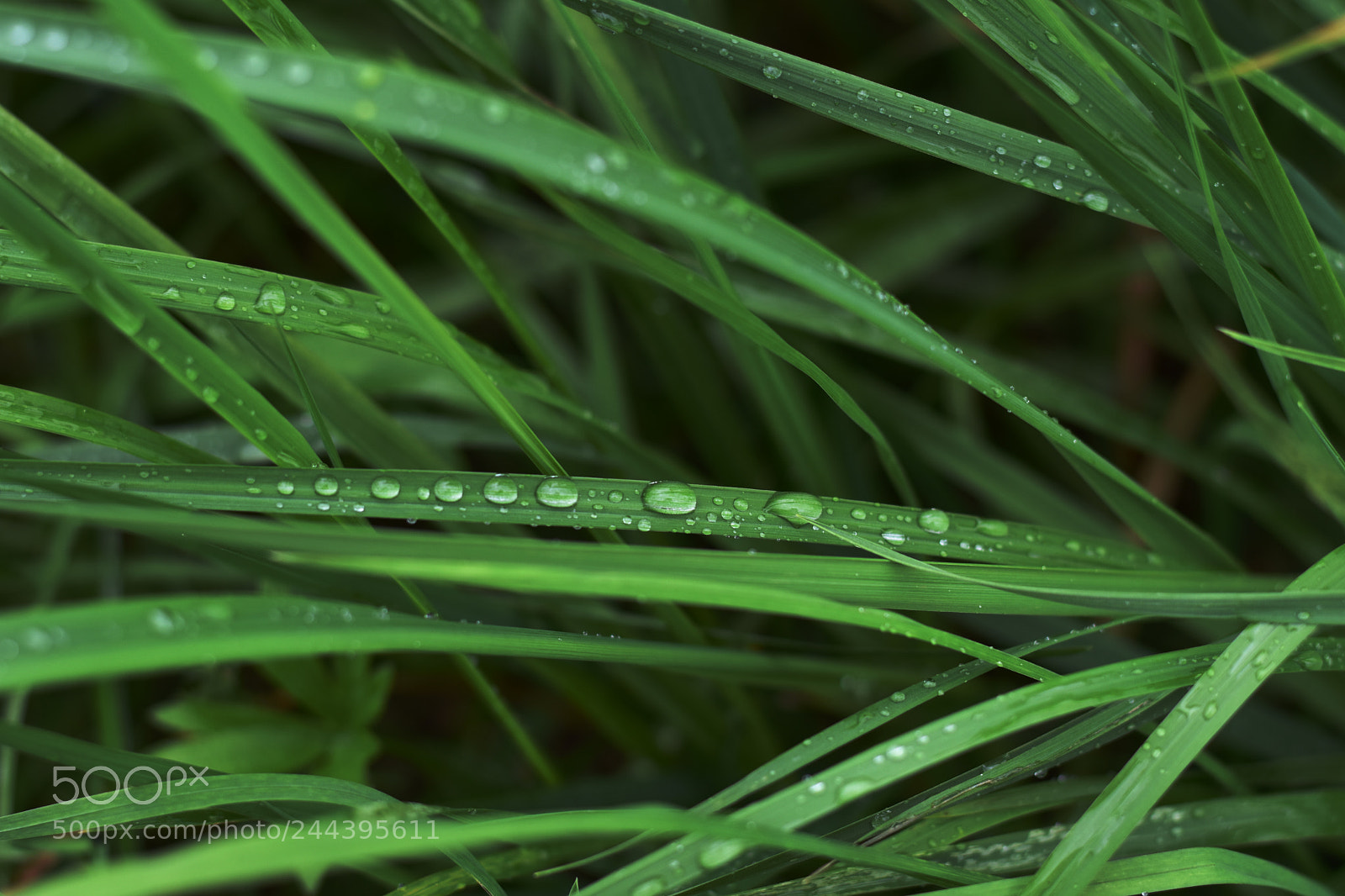 Nikon D3400 sample photo. Herb photography