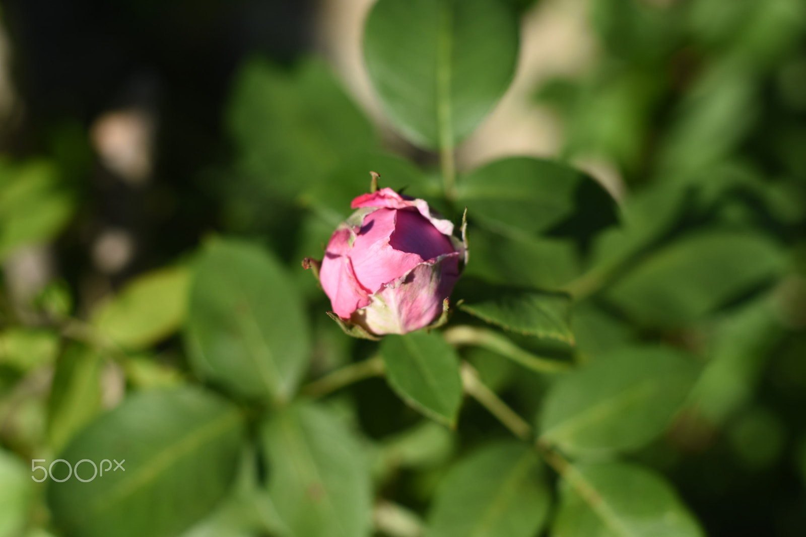 Nikon D3400 + Nikon AF-S Nikkor 50mm F1.8G sample photo. Rose photography