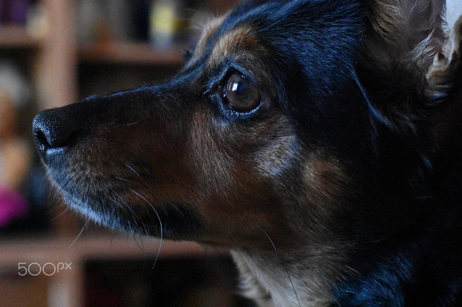 Nikon D3400 + Nikon AF-S Nikkor 50mm F1.8G sample photo. Dog photography