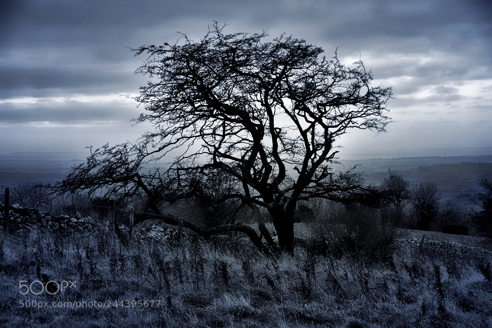 Sony SLT-A65 (SLT-A65V) sample photo. Storm tree photography