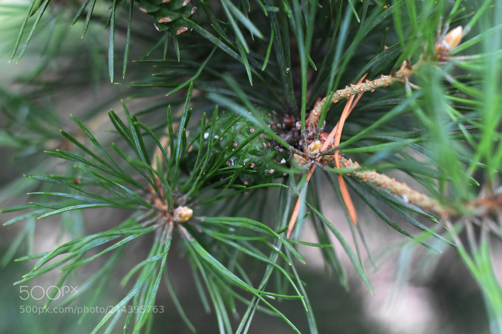 Nikon D3400 sample photo. Christmas tree photography