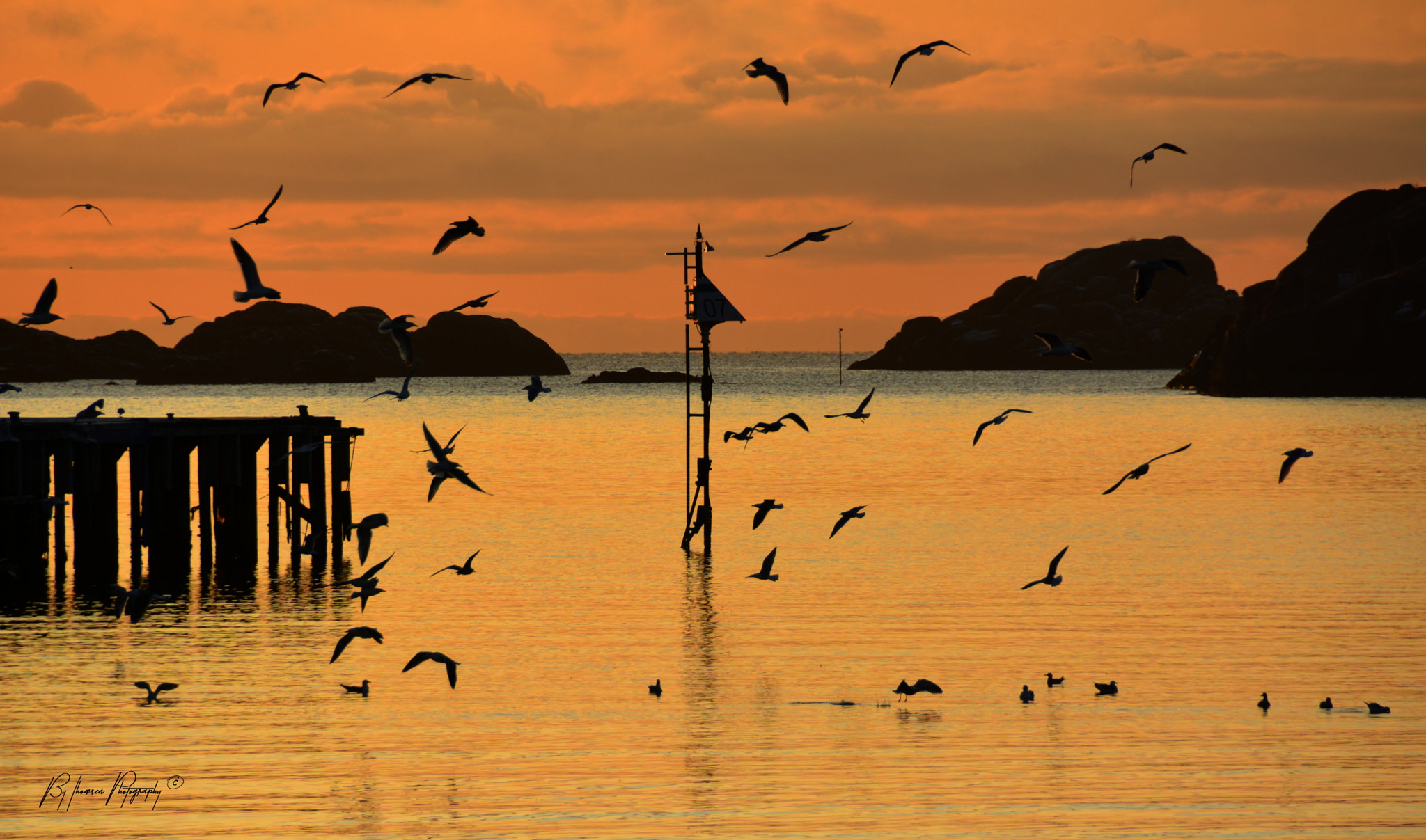 Nikon D7100 sample photo. Seagulls photography