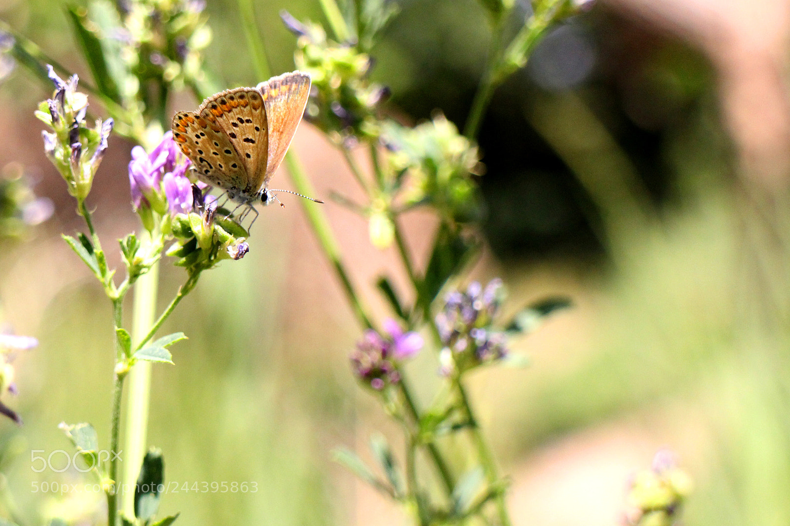 Canon EOS M sample photo. The butterfly photography