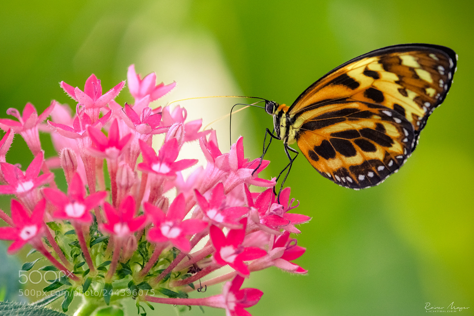 Nikon D500 sample photo. #145 - butterfly photography