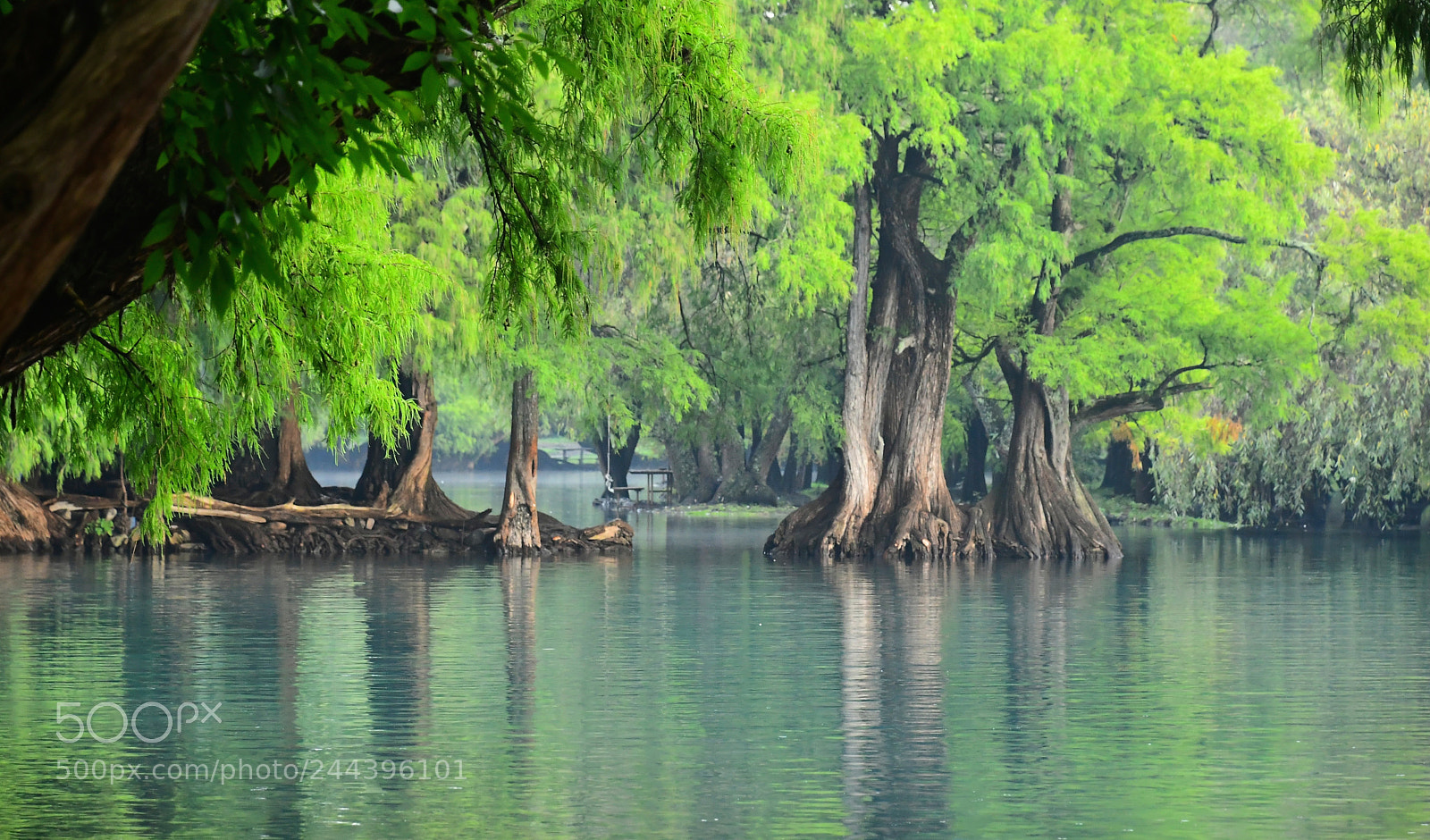 Nikon D500 sample photo. Encantado. photography
