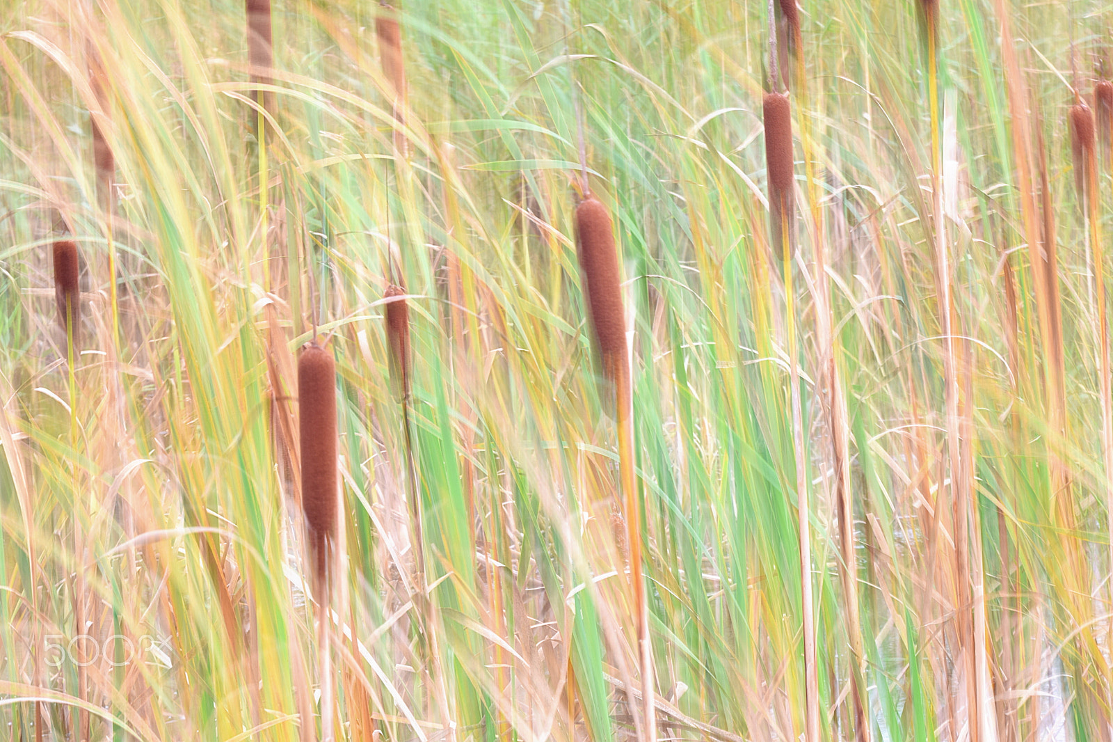 Nikon D5300 + Sigma 150-600mm F5-6.3 DG OS HSM | C sample photo. Blury bulrush photography