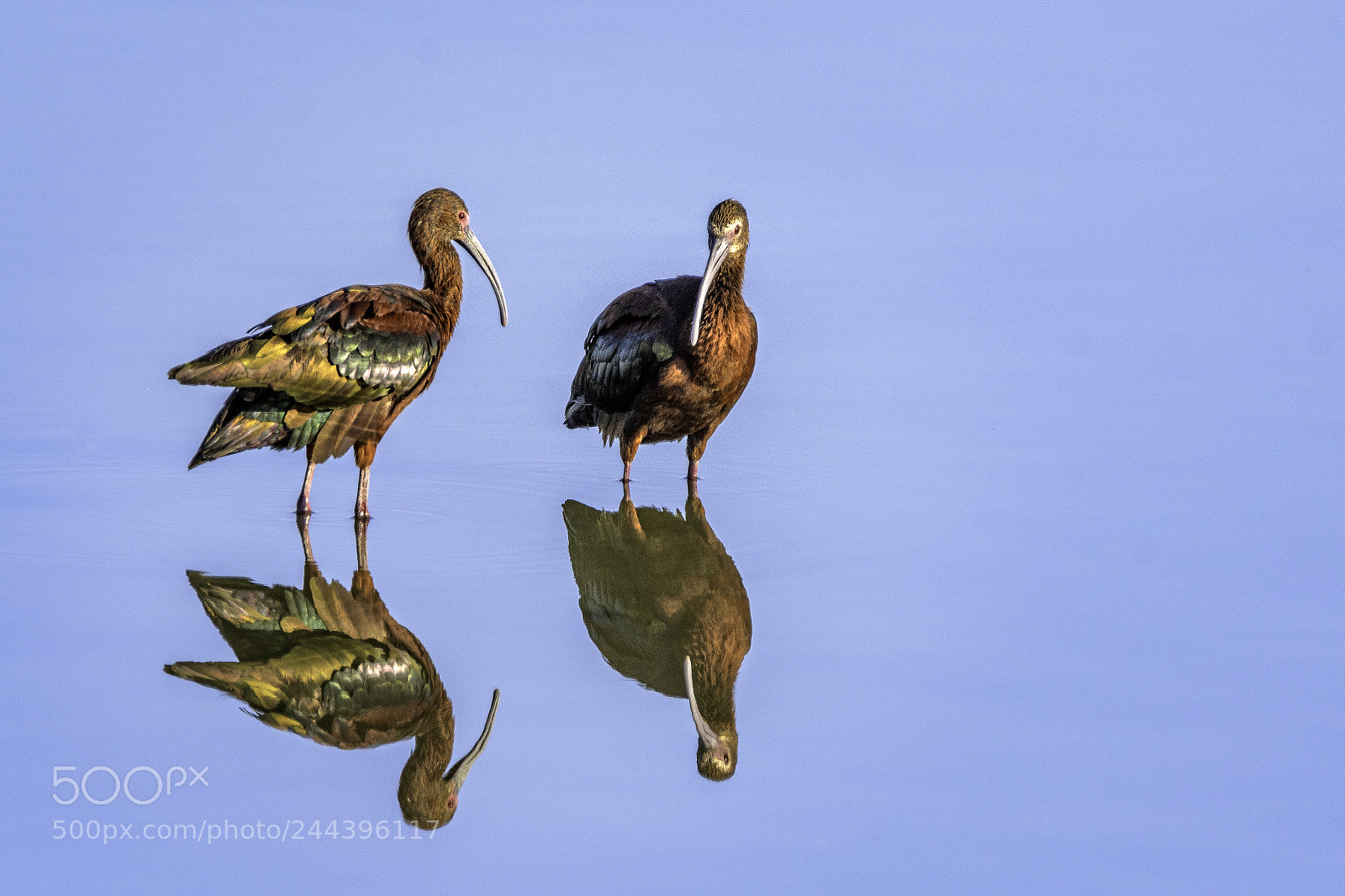 Nikon D500 sample photo. White-faced ibis photography