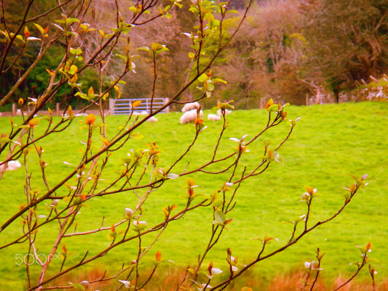 Nikon Coolpix AW100 sample photo. Pasture in ireland photography