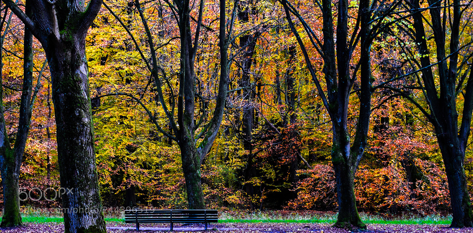 Nikon D5600 sample photo. Bench in amsderdamse bos photography
