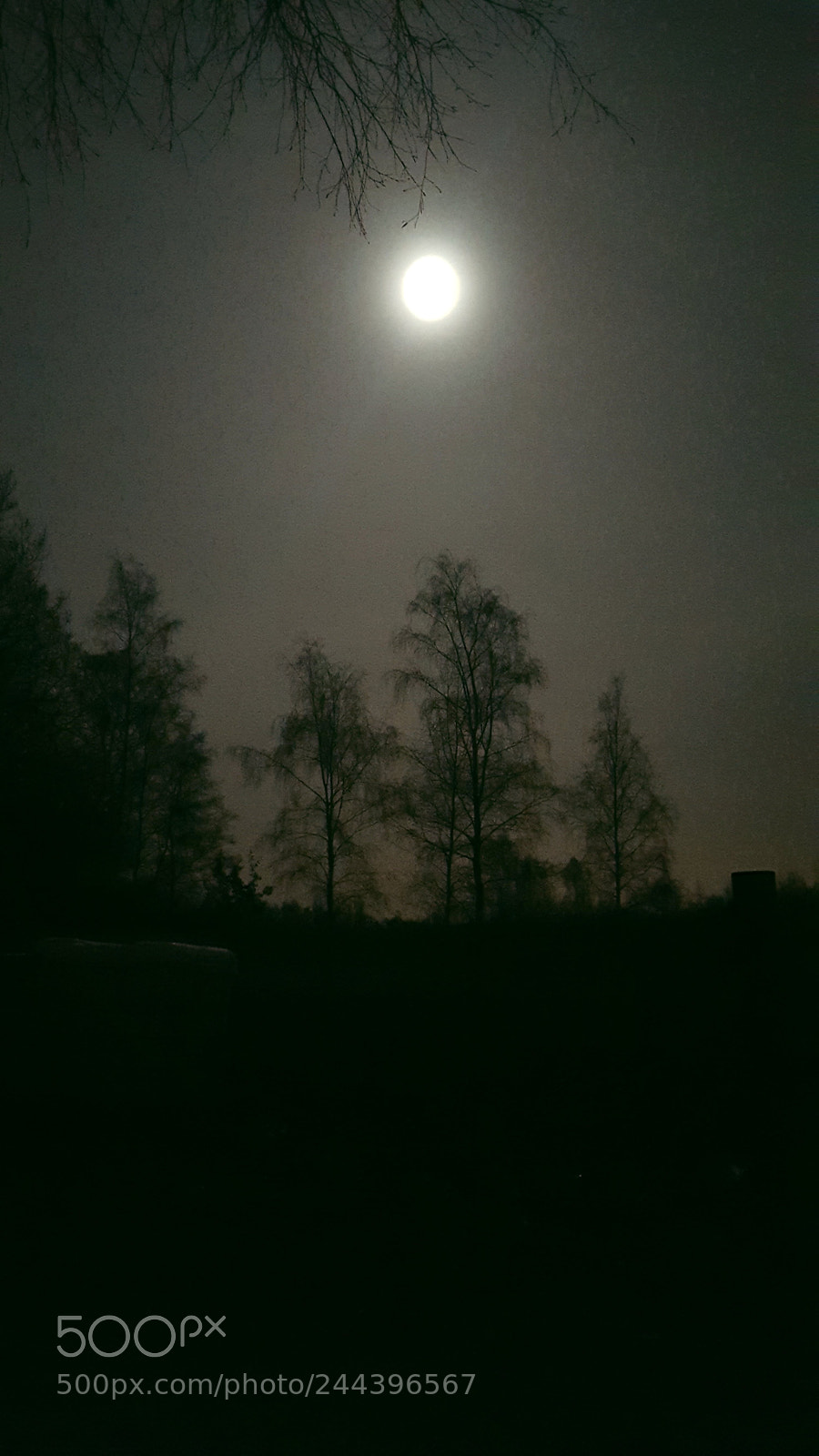 Samsung Galaxy S6 sample photo. Moonlight over the trees photography