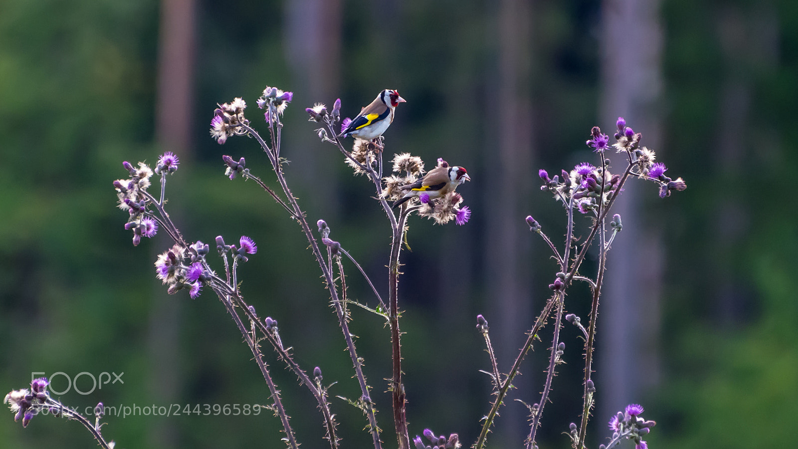 Nikon D810 sample photo. Goldfinches. photography
