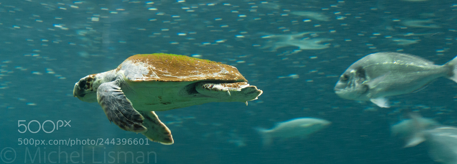 Canon EOS 450D (EOS Rebel XSi / EOS Kiss X2) sample photo. Turtle racing a fish photography