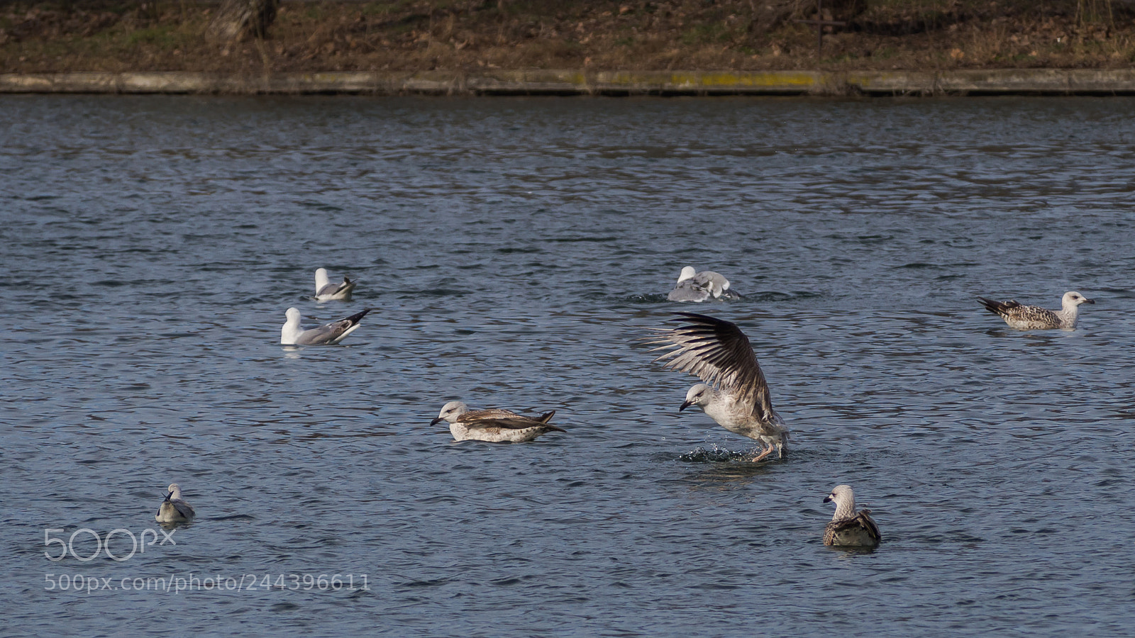 Olympus OM-D E-M10 II sample photo. Landing photography