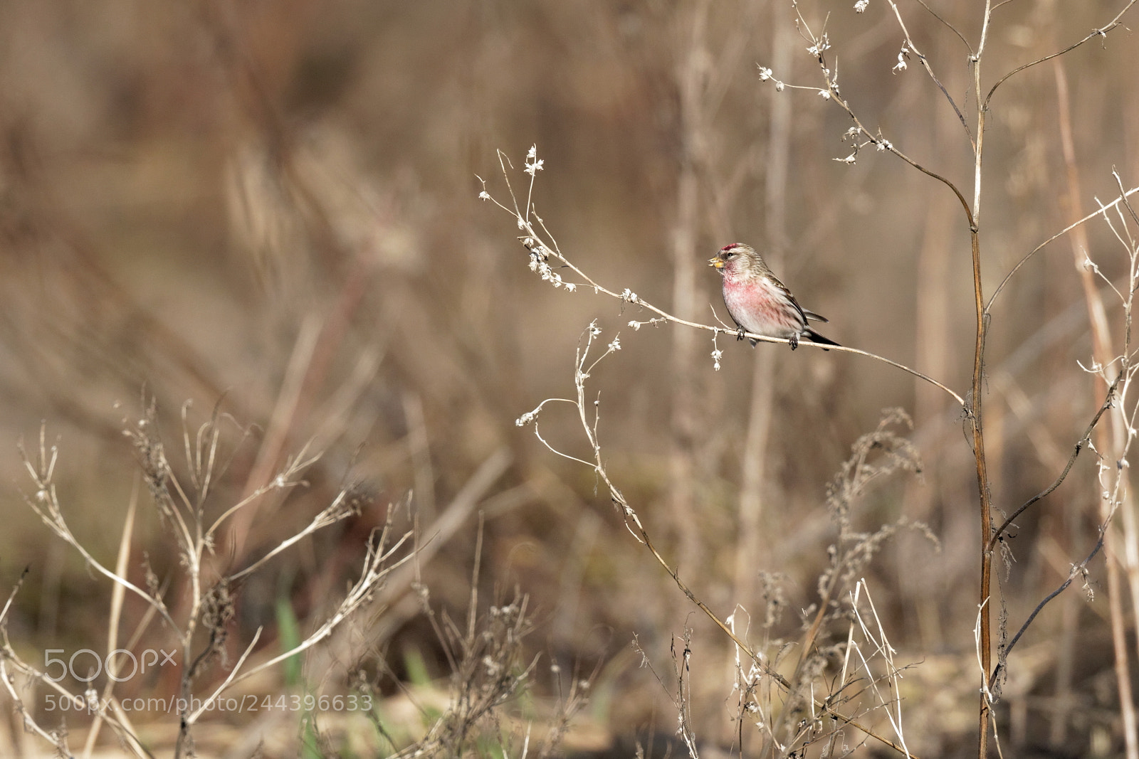 Canon EOS 7D Mark II sample photo. Redpoll ukraine photography