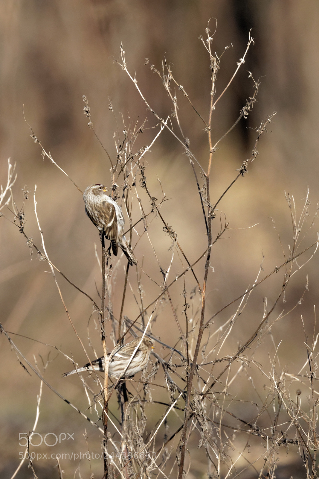Canon EOS 7D Mark II sample photo. Redpoll ukraine photography
