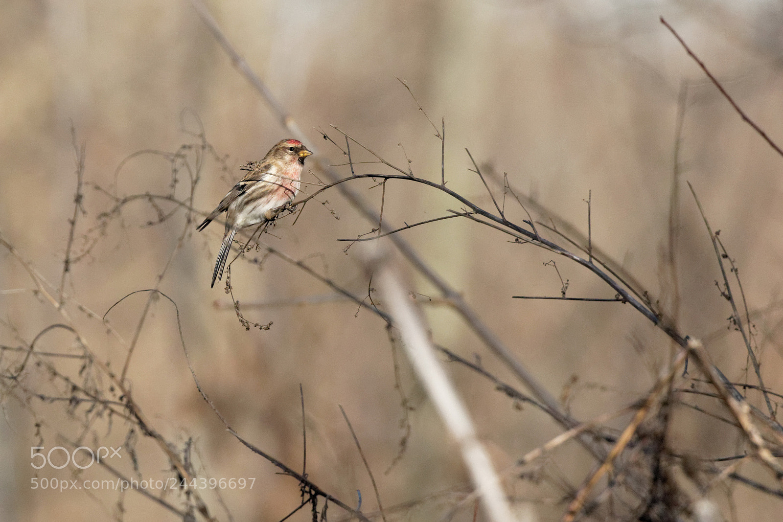 Canon EOS 7D Mark II sample photo. Redpoll ukraine photography