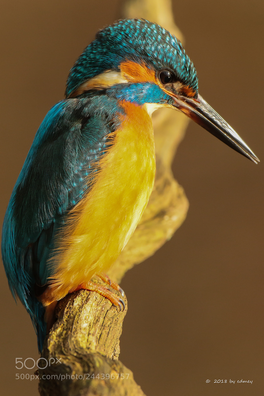 Canon EOS 7D Mark II sample photo. Alcedo atthis photography