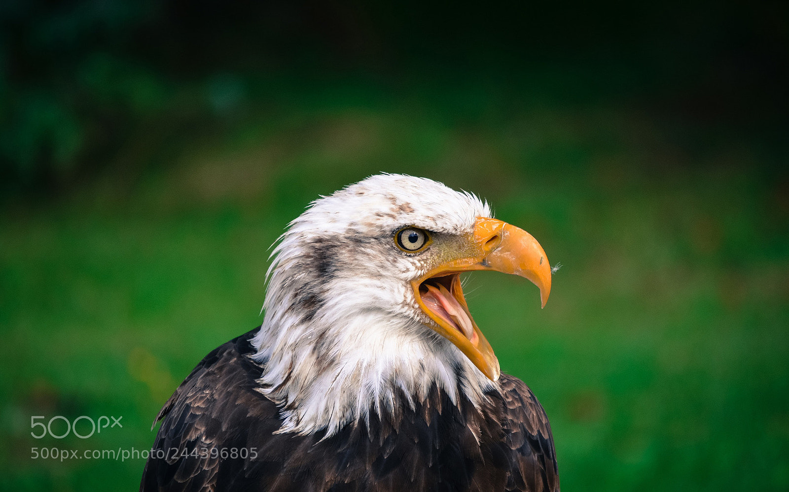 Nikon D5100 sample photo. Bald eagle photography