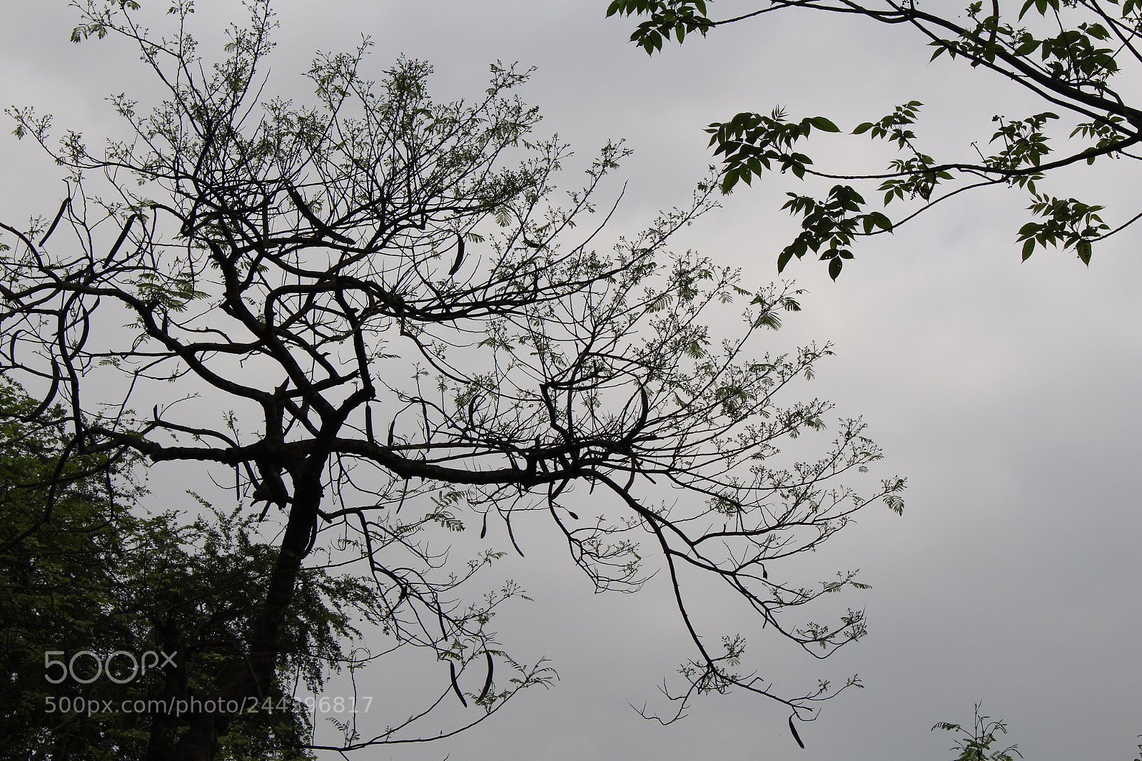 Canon EOS 700D (EOS Rebel T5i / EOS Kiss X7i) sample photo. Rough beauty.... photography