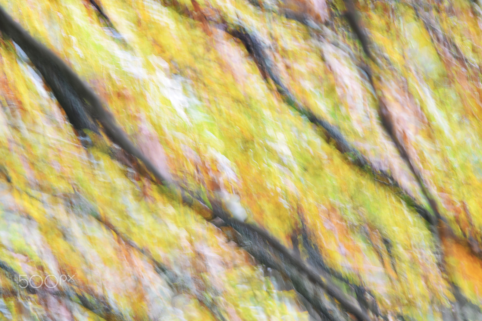 Sigma 150-600mm F5-6.3 DG OS HSM | C sample photo. Autumn in the woods photography