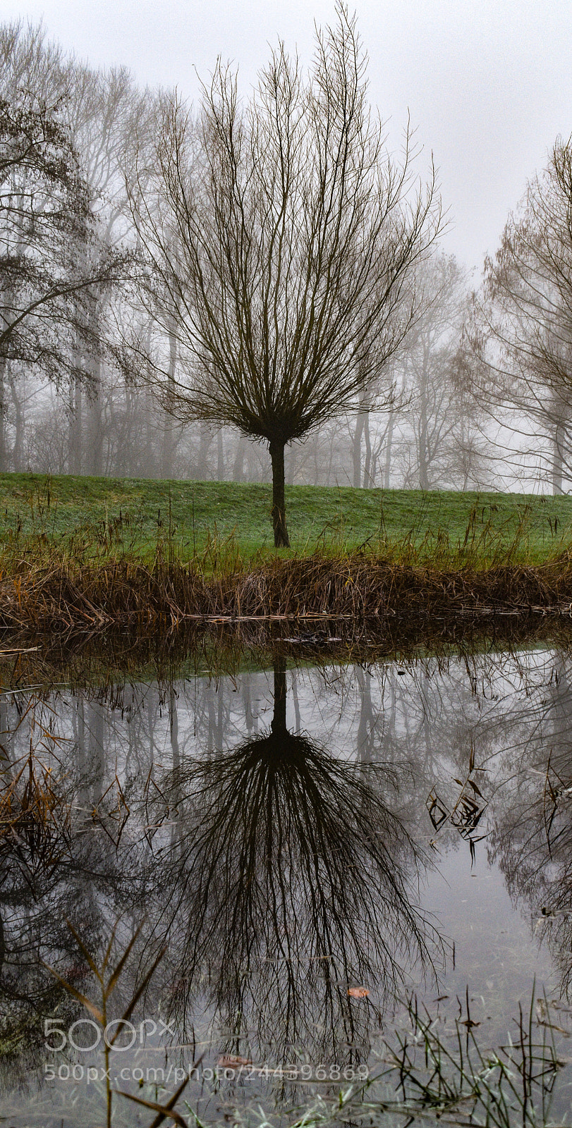Nikon D5600 sample photo. Reflection of a tree photography