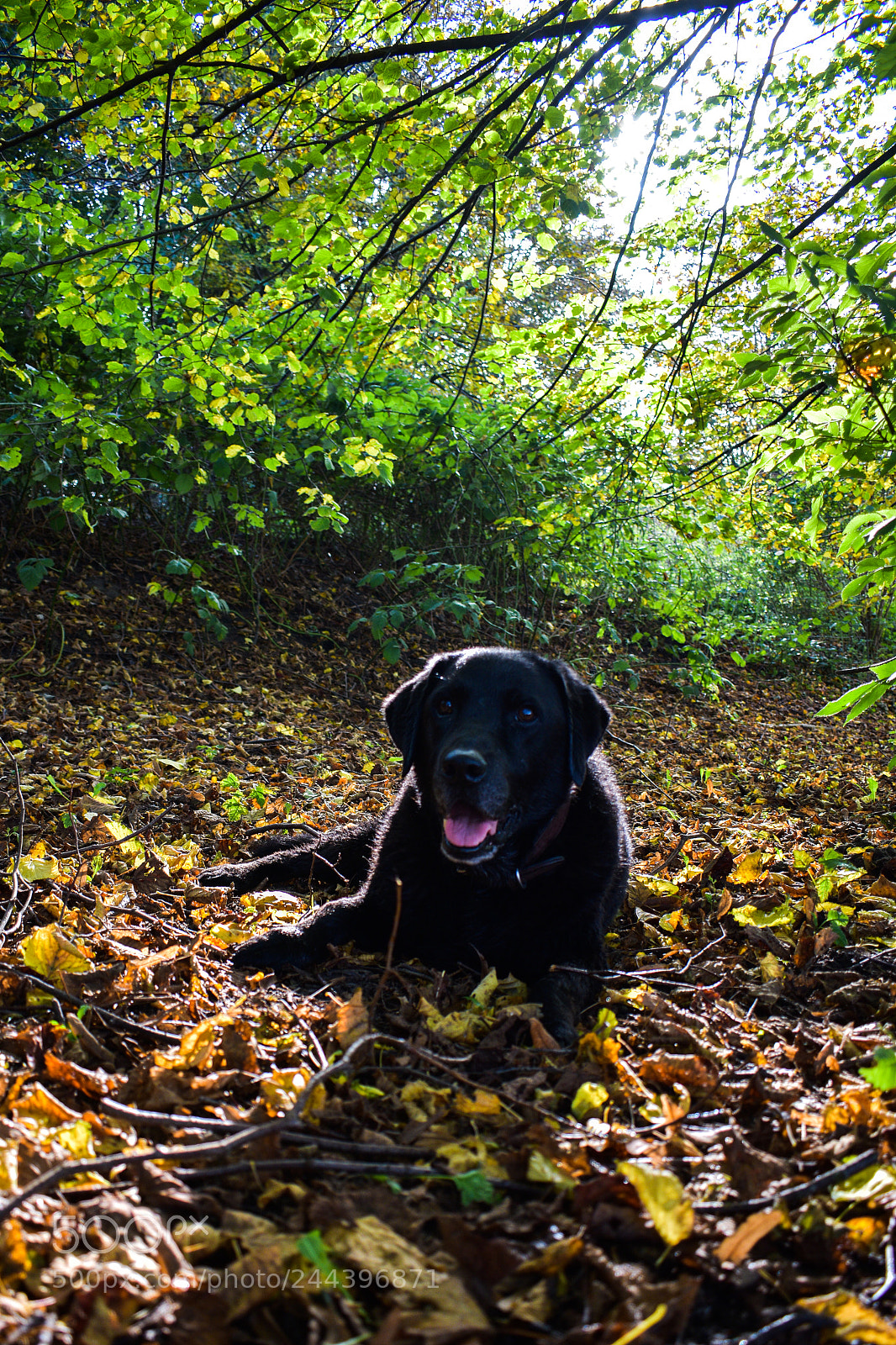 Nikon D5600 sample photo. Labrador retriver photography
