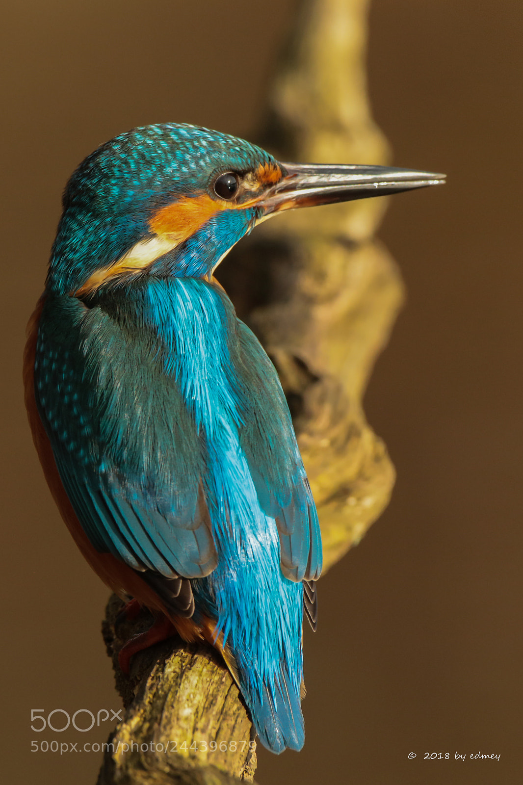 Canon EOS 7D Mark II sample photo. Ijsvogel photography