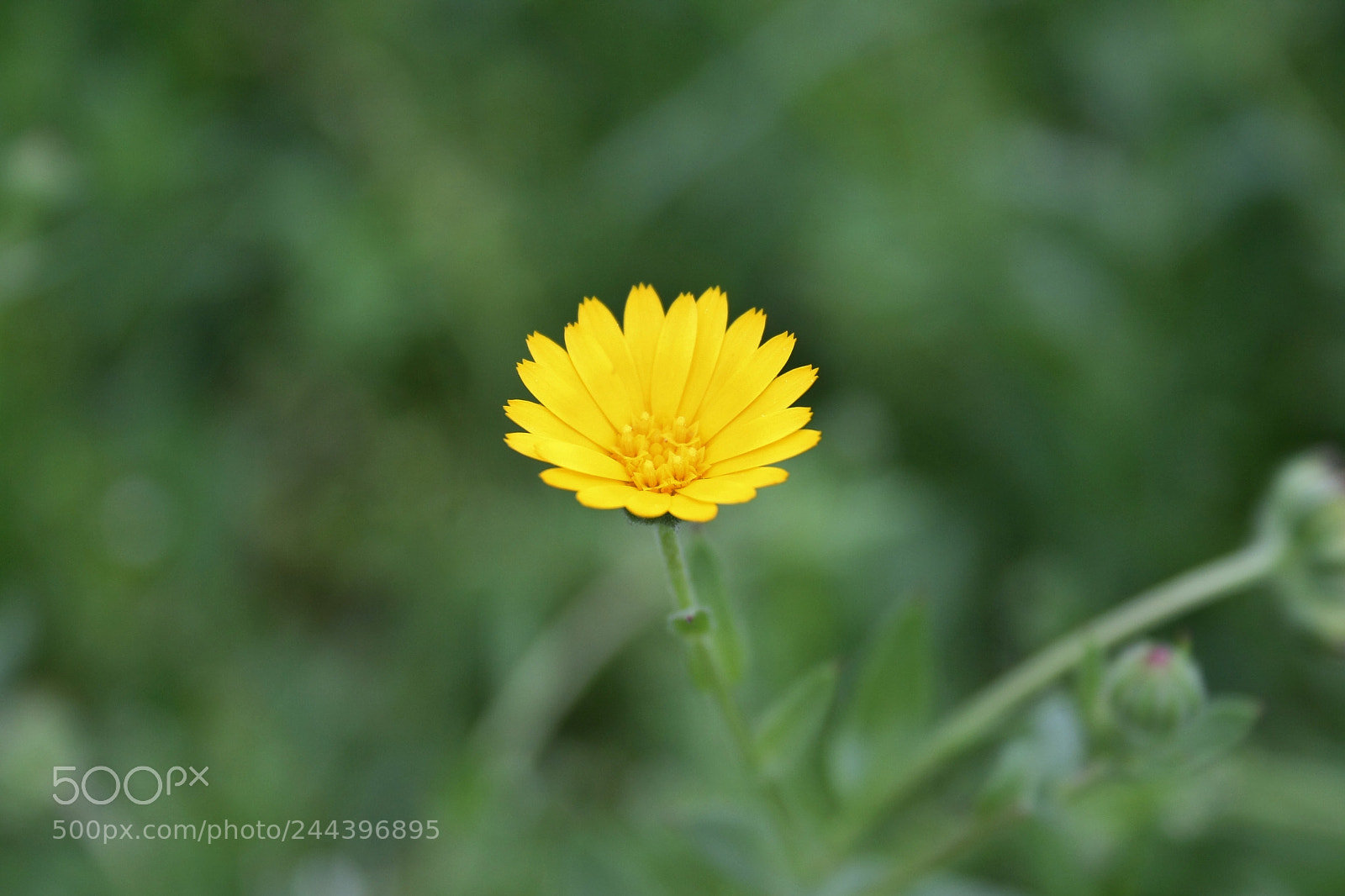 Canon EOS 1000D (EOS Digital Rebel XS / EOS Kiss F) sample photo. +++++ photography