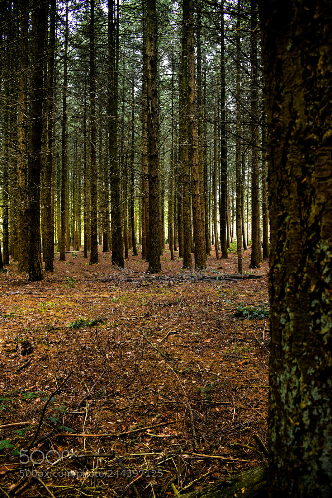 Nikon D5600 sample photo. In the forrest photography