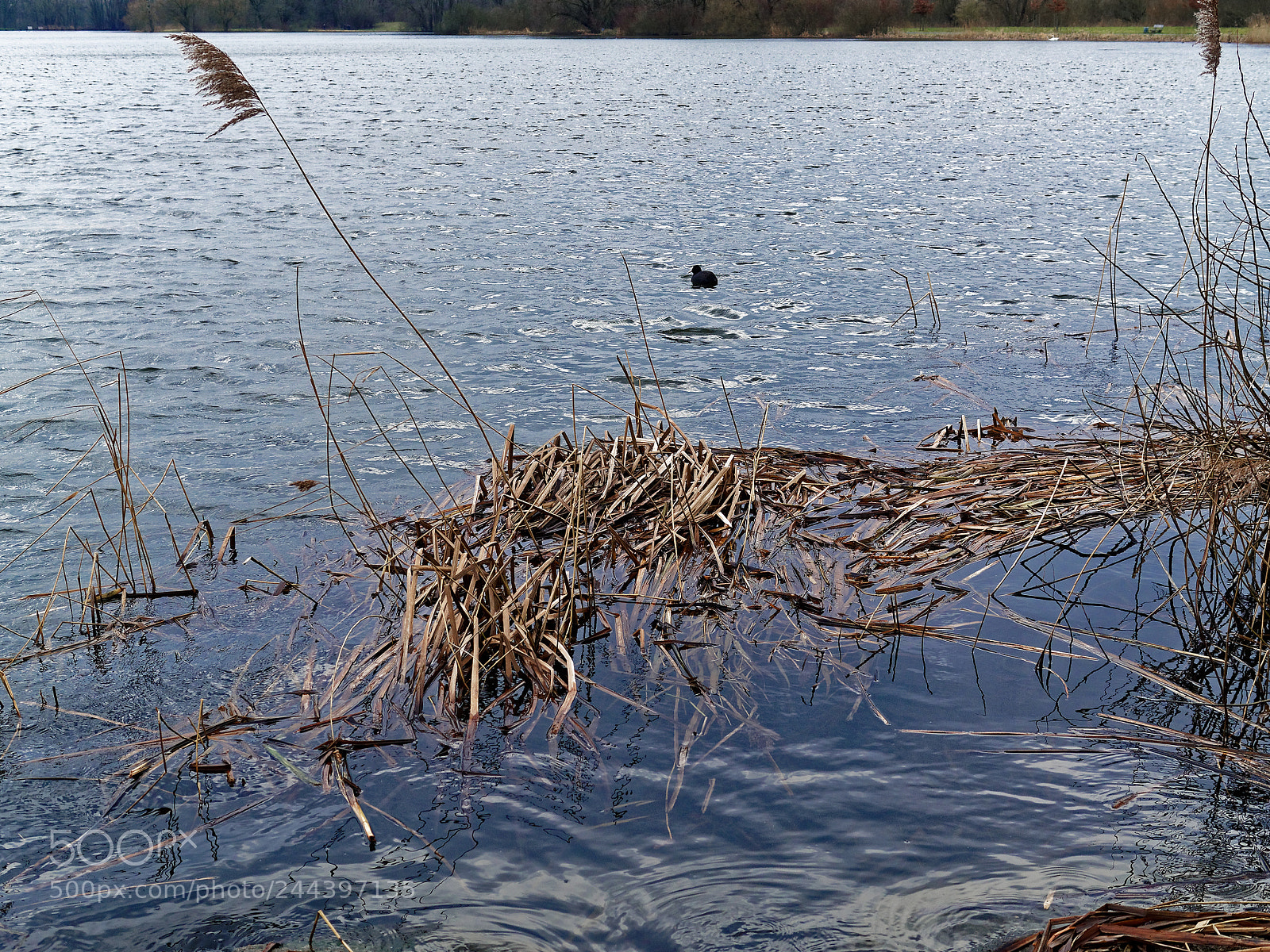 Olympus OM-D E-M5 sample photo. Bs, natur am s photography