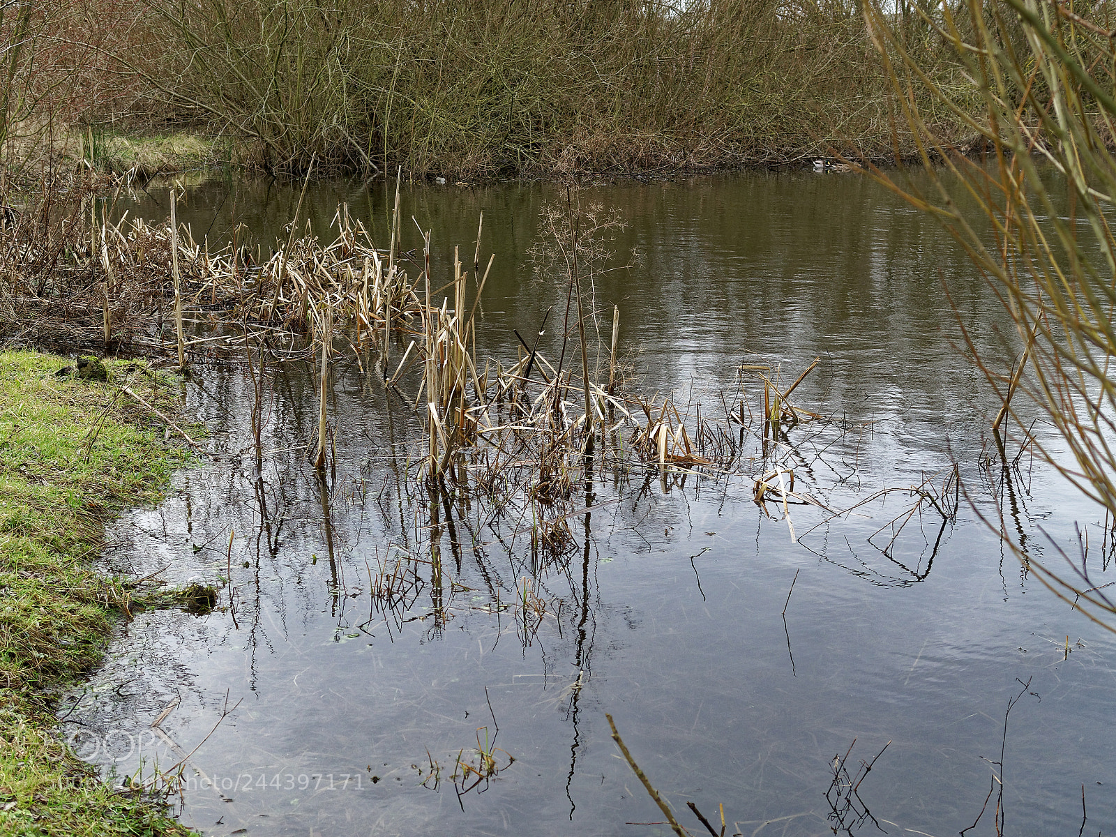 Olympus OM-D E-M5 sample photo. Bs, natur am s photography