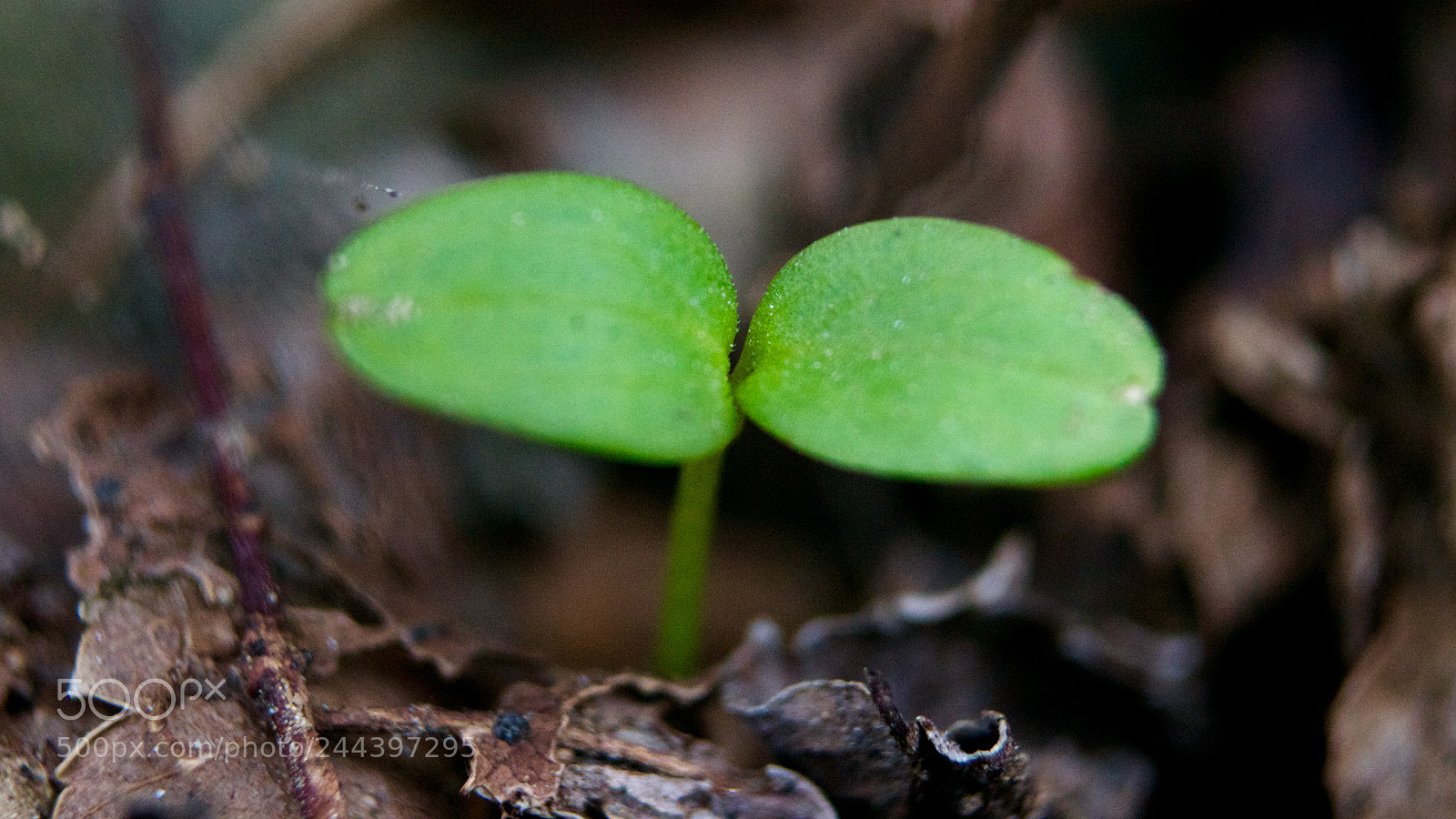Nikon D3100 sample photo. Self-confidence photography