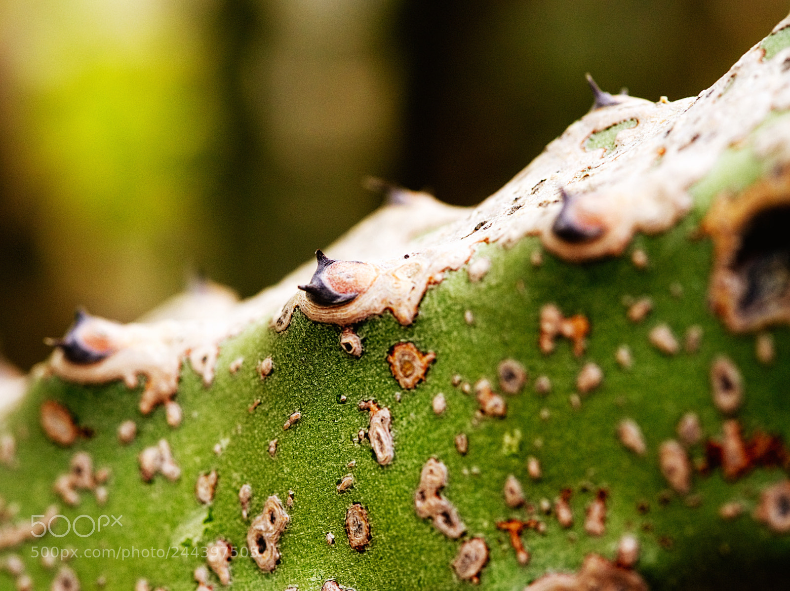 Olympus OM-D E-M10 II sample photo. Cactus garden photography