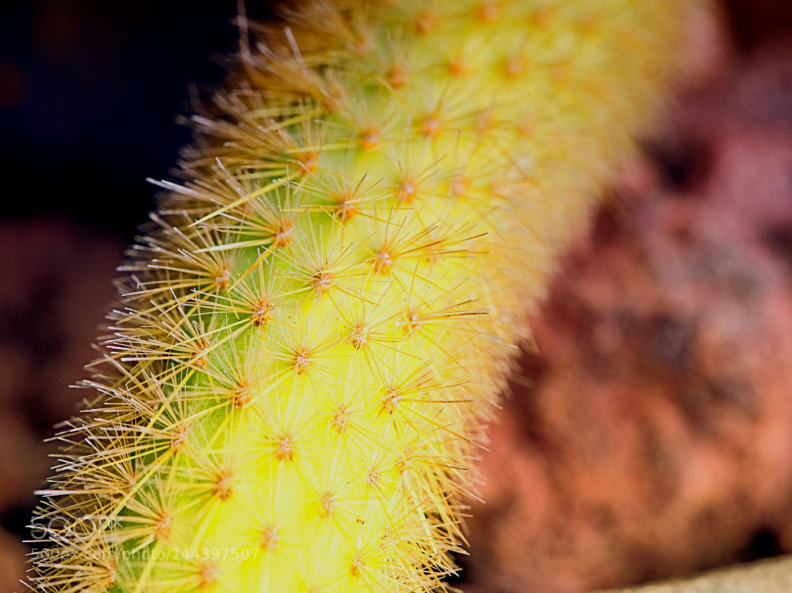 Olympus OM-D E-M10 II sample photo. Cactus garden photography