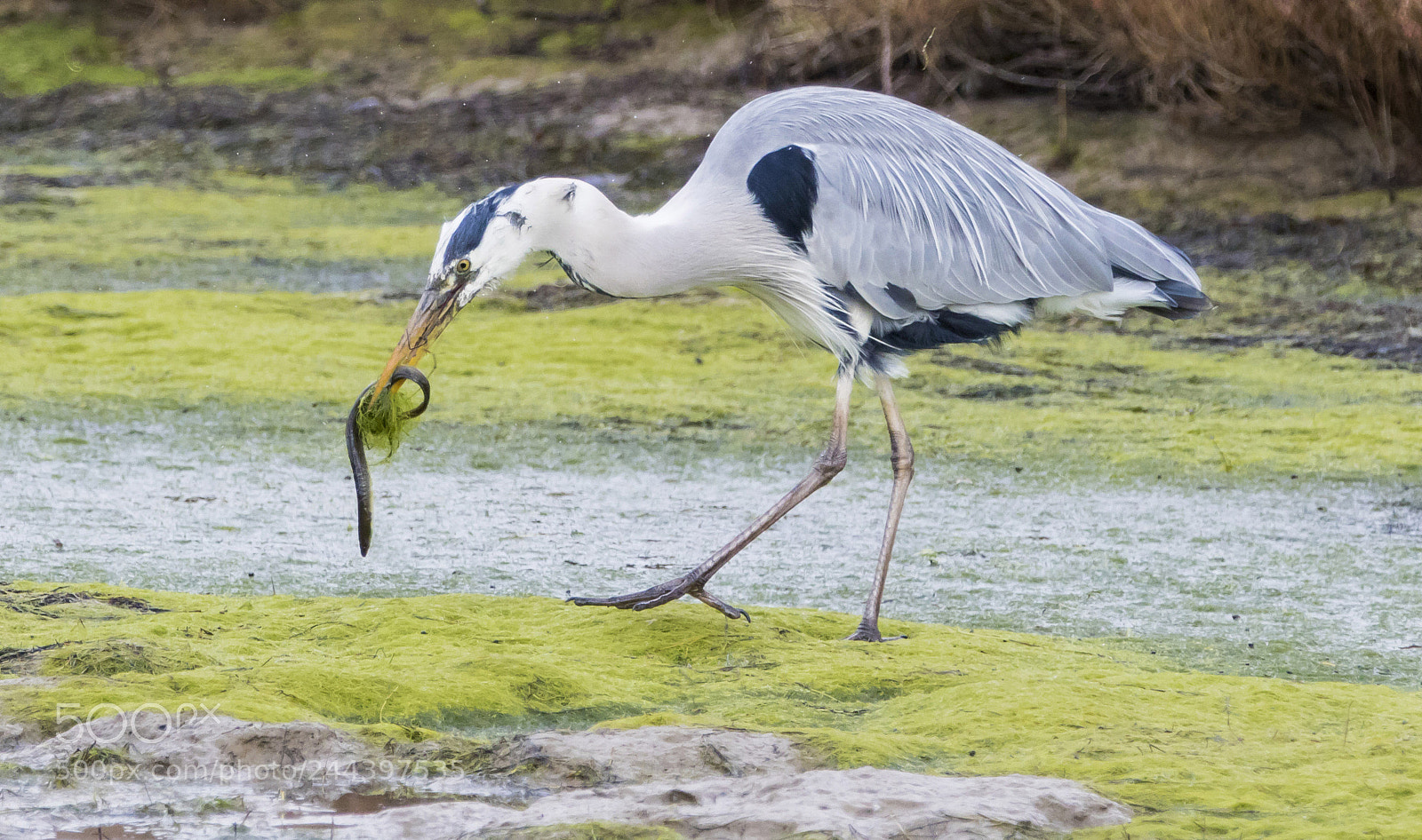 Canon EOS 7D Mark II sample photo. Heron and eel photography