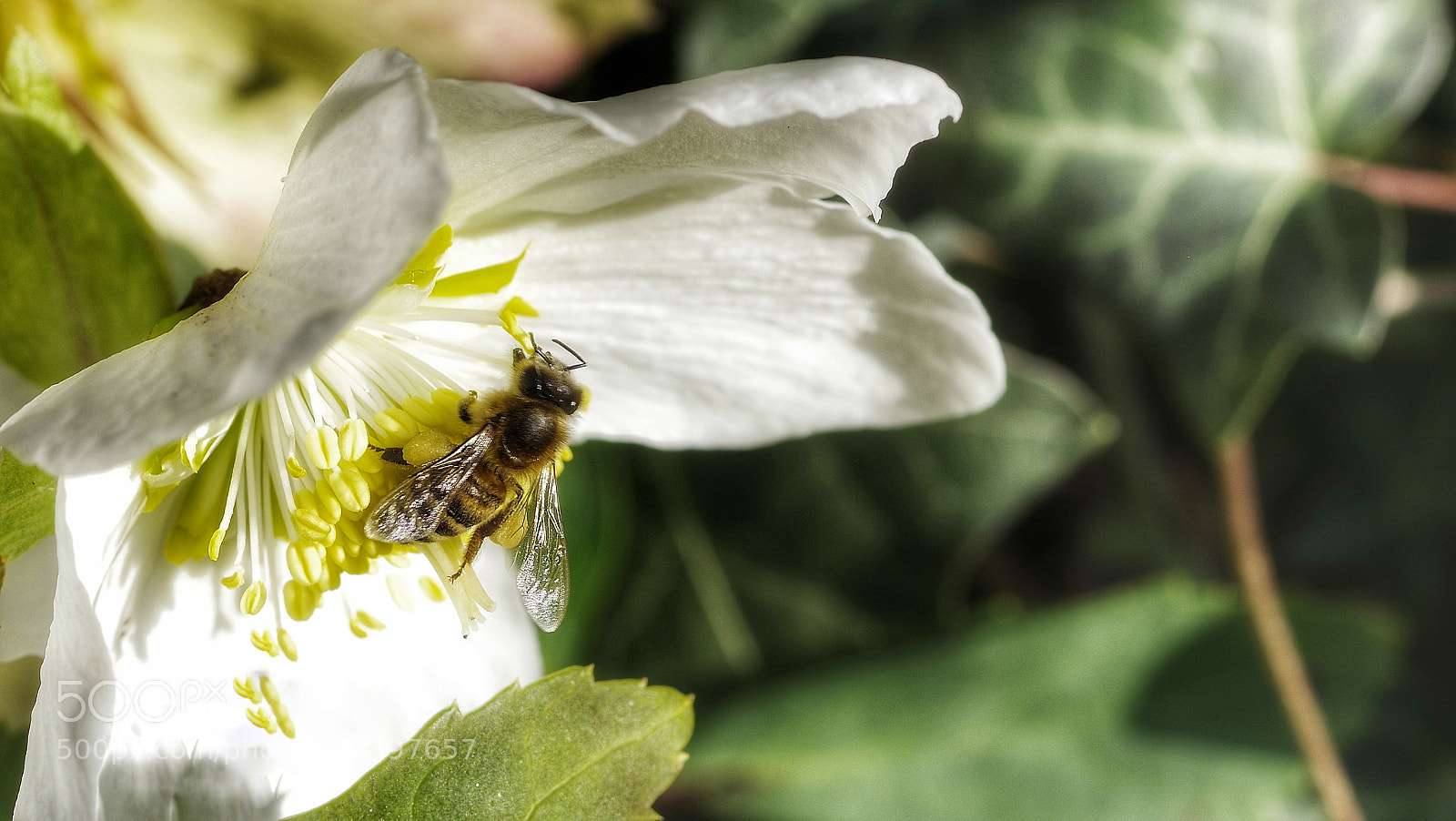 Pentax K-3 sample photo. First bee "2018" in action ...?? photography