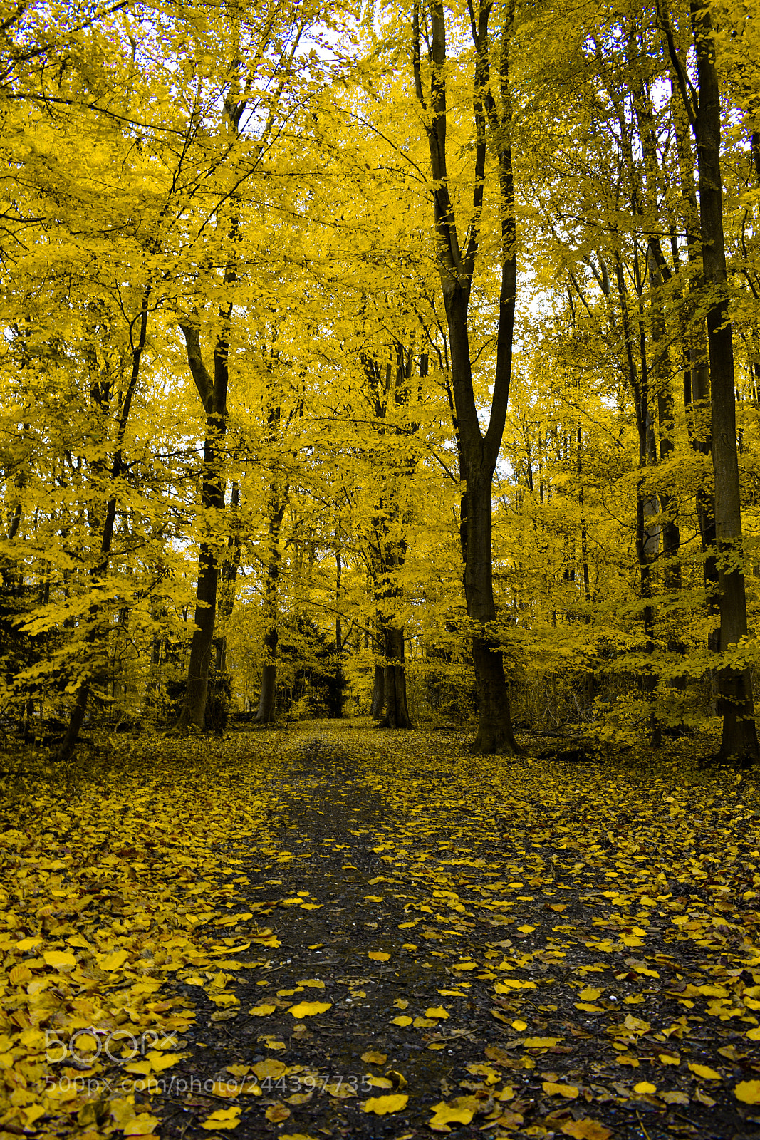 Nikon D5600 sample photo. Yellow forrest photography
