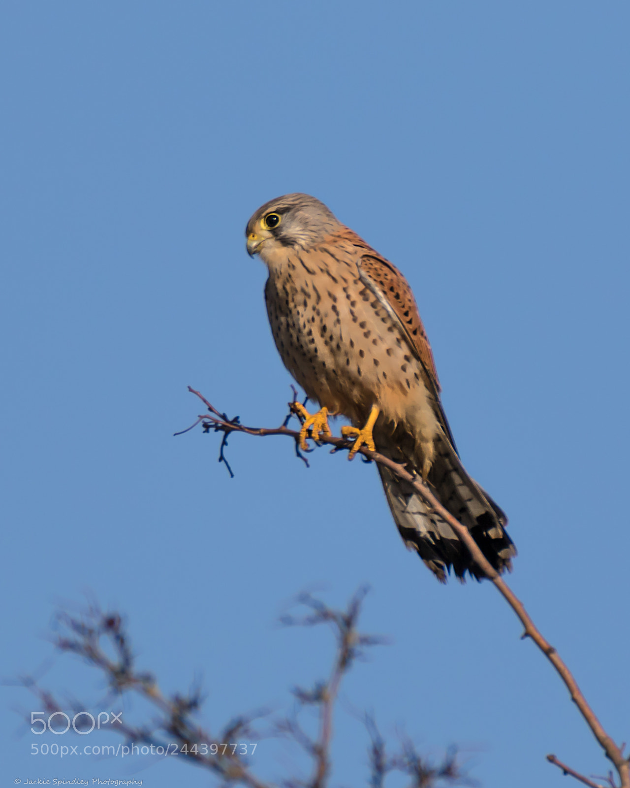 Canon EOS 7D Mark II sample photo. Kestrel photography