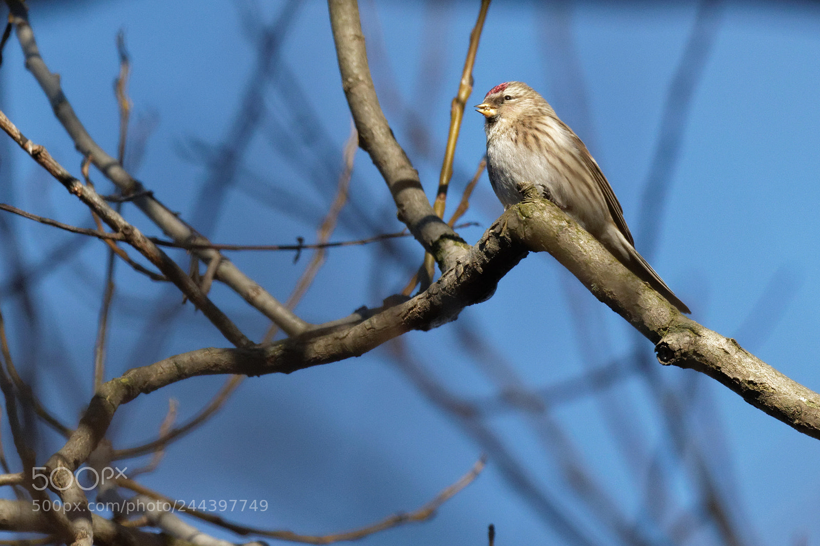Canon EOS 7D Mark II sample photo. Redpoll ukraine photography