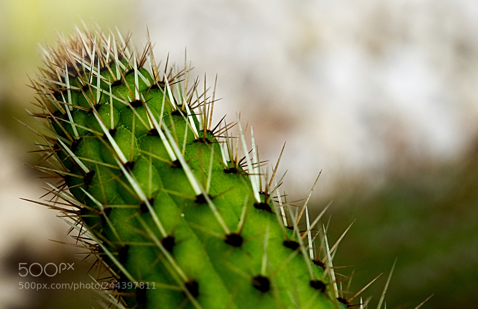 Olympus OM-D E-M10 II sample photo. Cactus garden photography