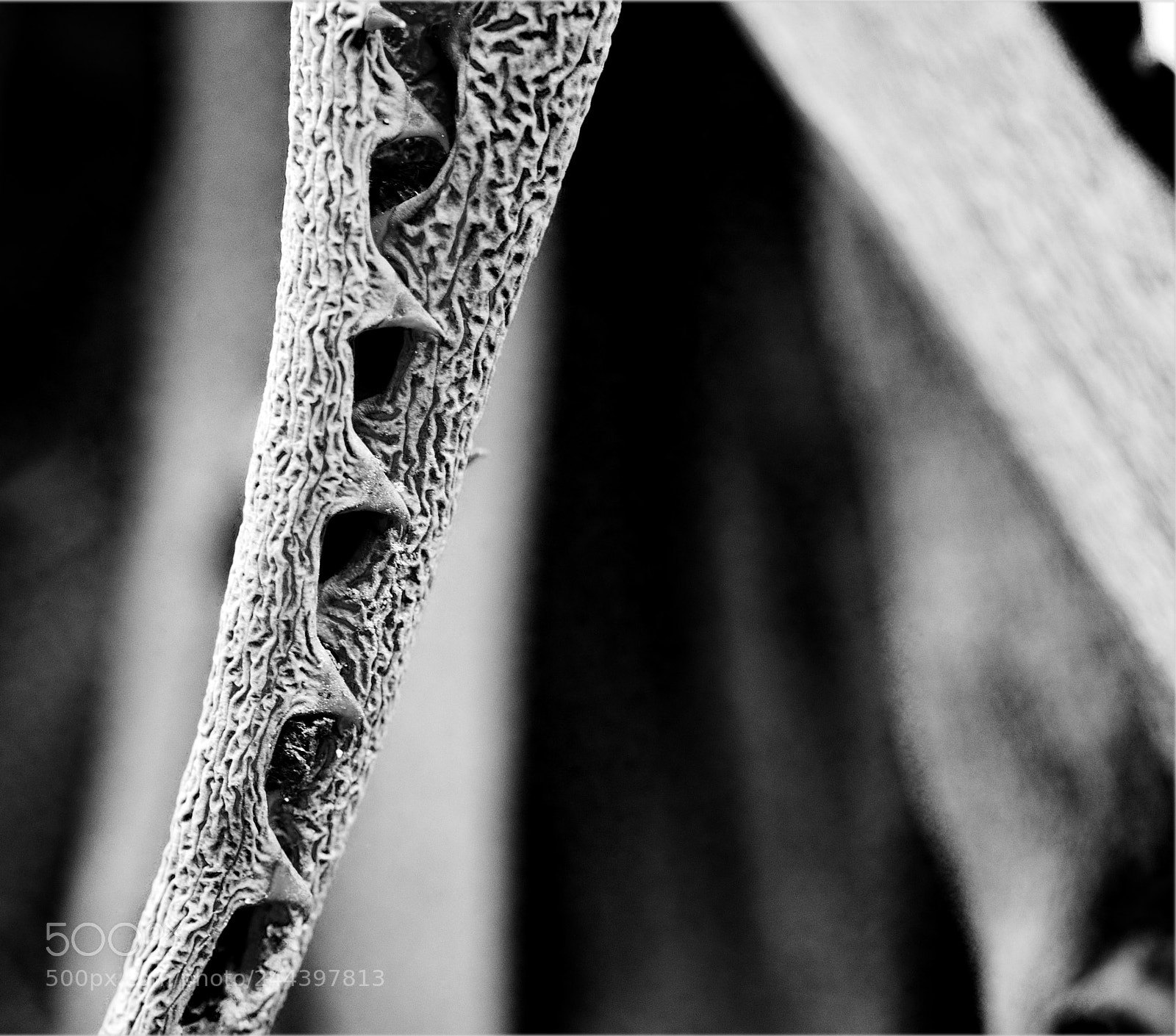 Olympus OM-D E-M10 II sample photo. Cactus garden photography