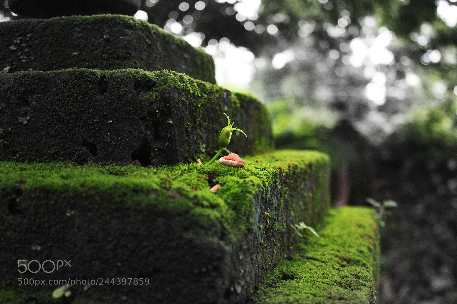 Canon EOS 550D (EOS Rebel T2i / EOS Kiss X4) sample photo. Stairs of faith photography