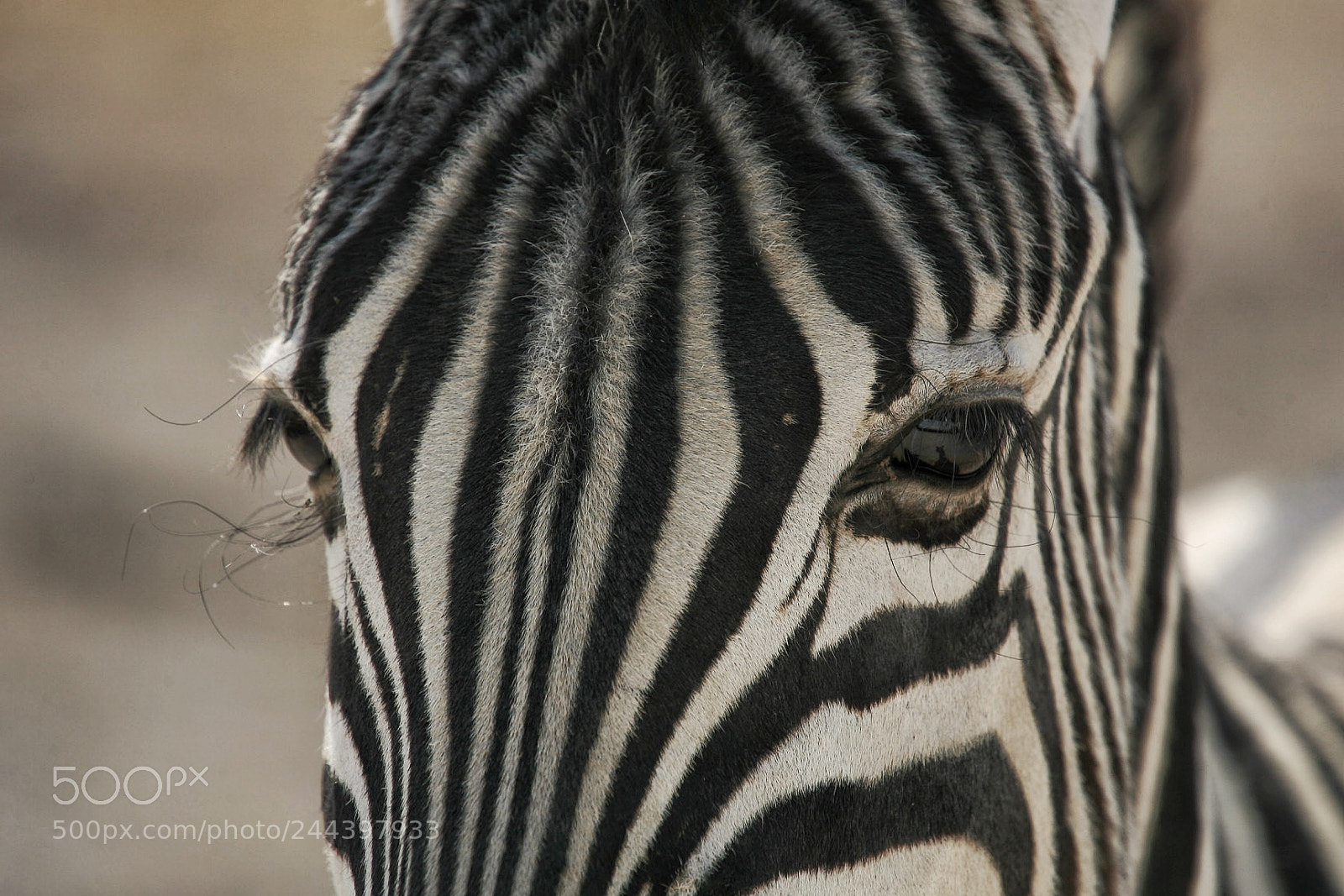Canon EOS-1D Mark II N sample photo. Zebra, etosha, namibia photography